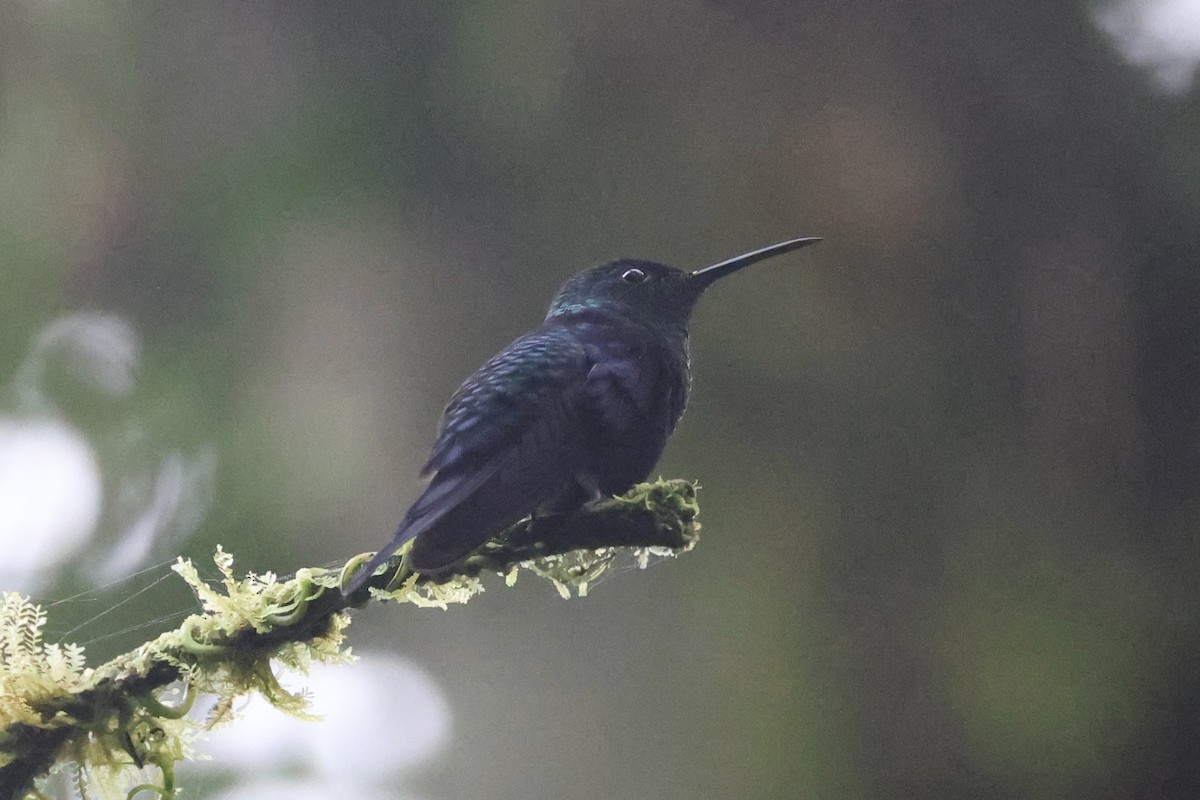 Crowned Woodnymph - ML646223927