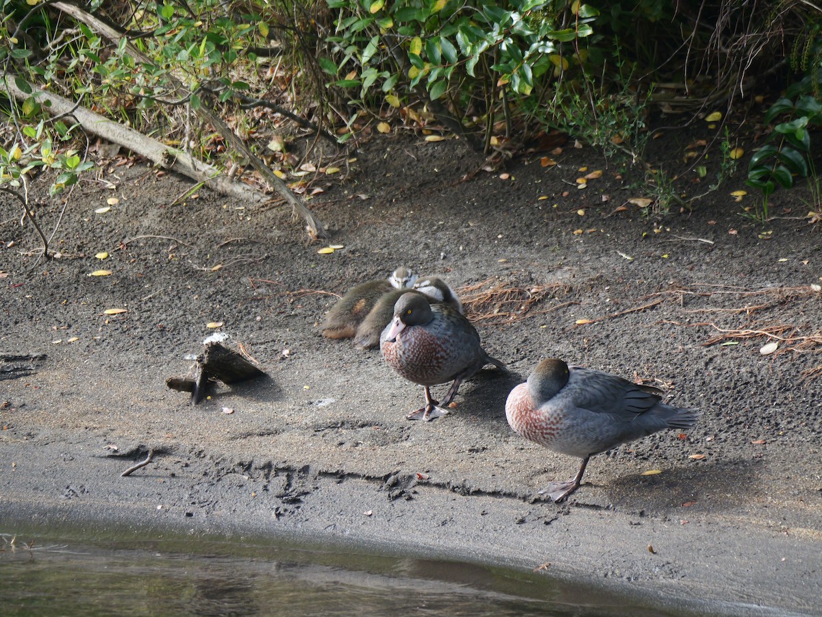 Blue Duck - ML646223928