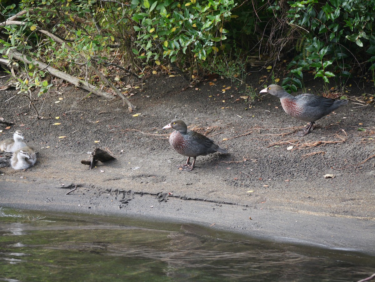 Blue Duck - ML646223929