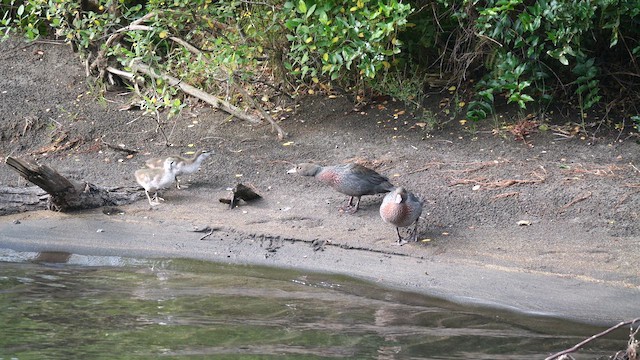 アオヤマガモ - ML646223930