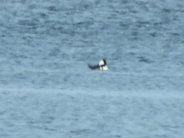 Капюшоновый крохаль - ML646223940