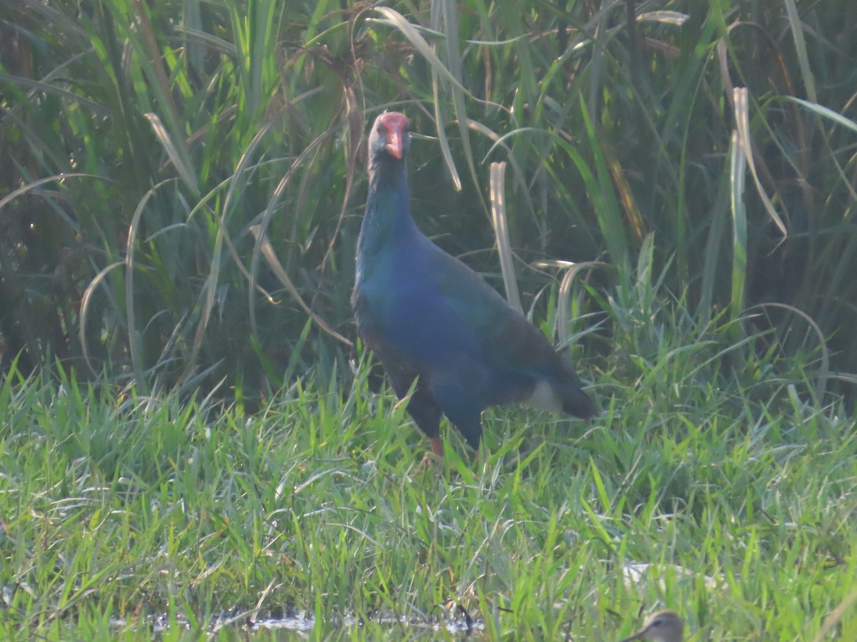 Uroilo urdin burugrisa - ML646223944