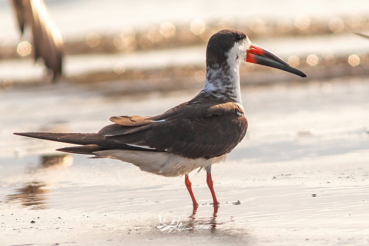 Black Skimmer - ML646223947