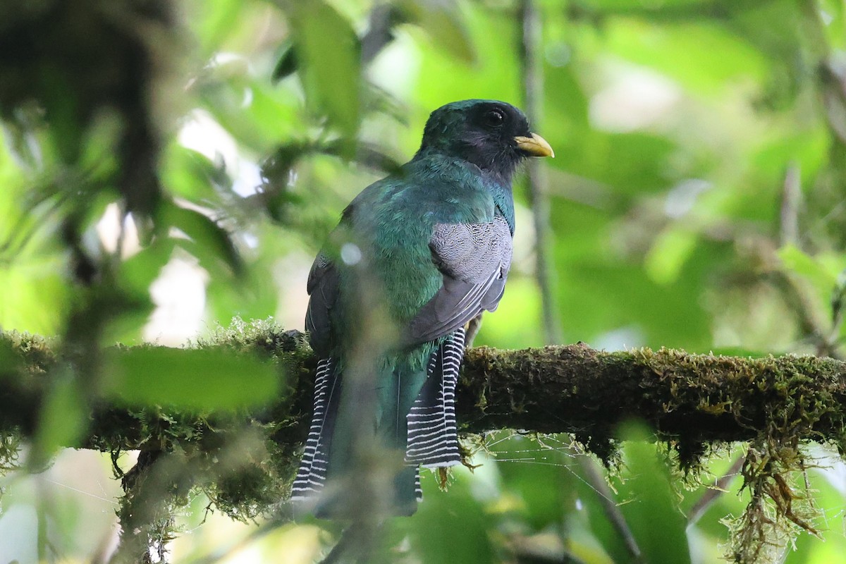 Collared Trogon - ML646223949