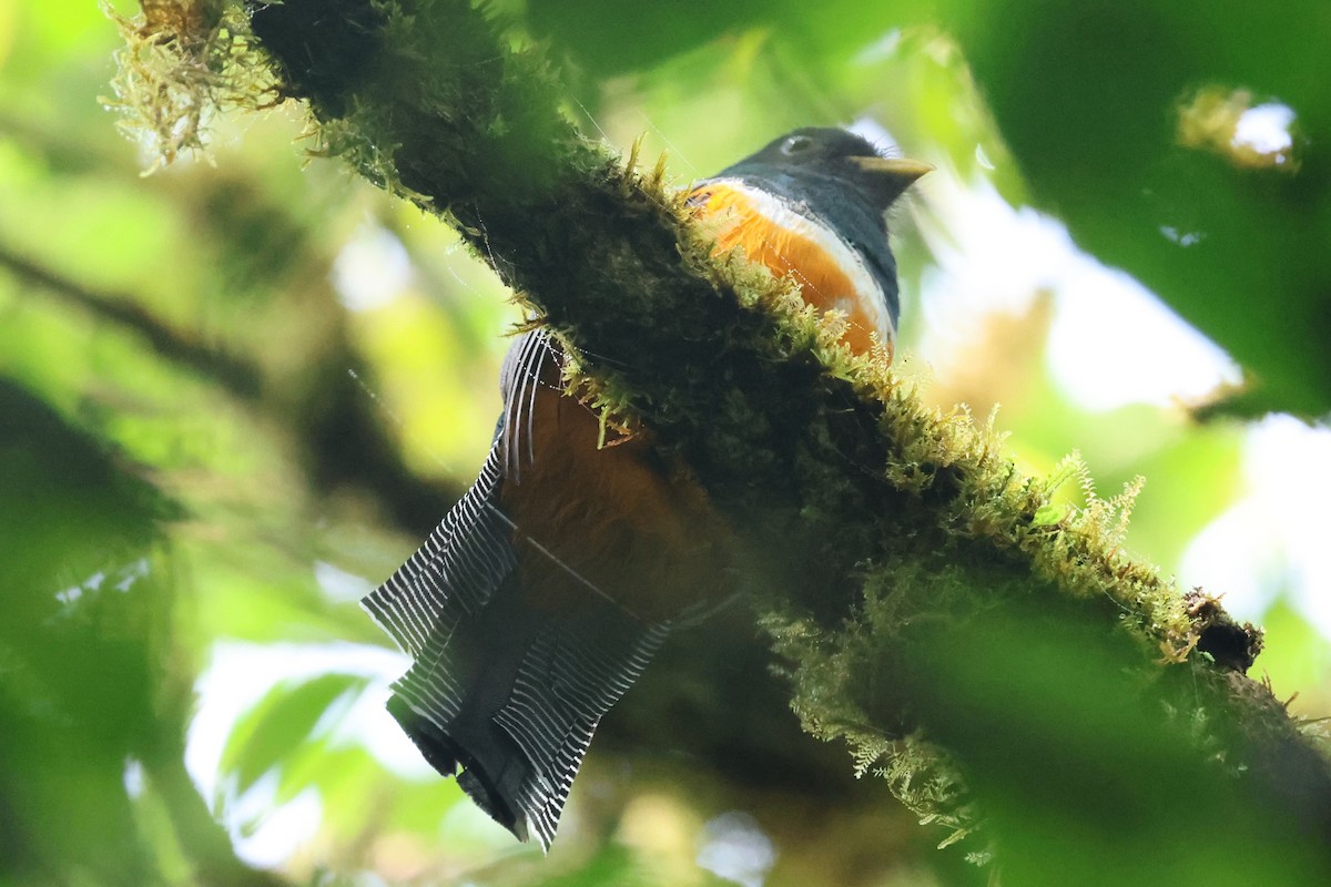 Collared Trogon - ML646223950