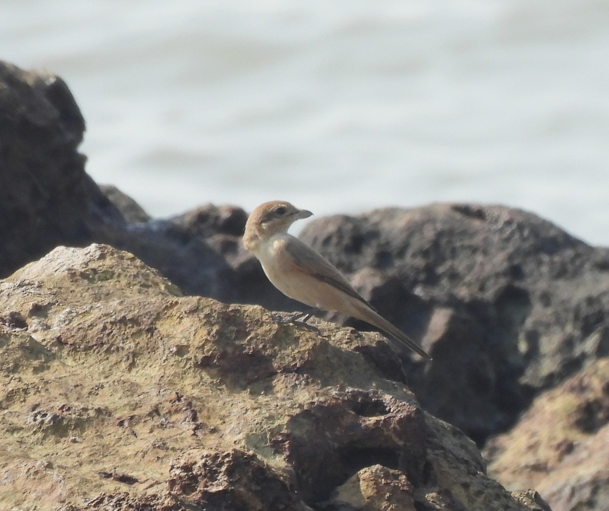 Isabelline Shrike - ML646223951