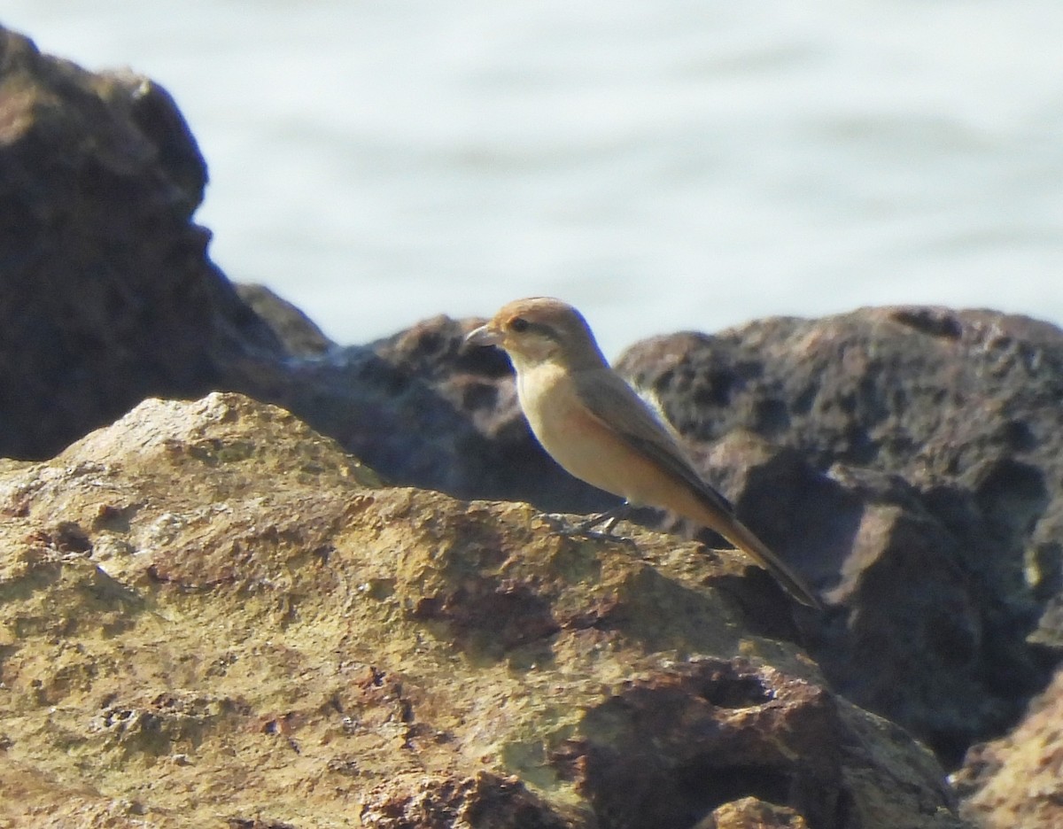 Isabelline Shrike - ML646223952