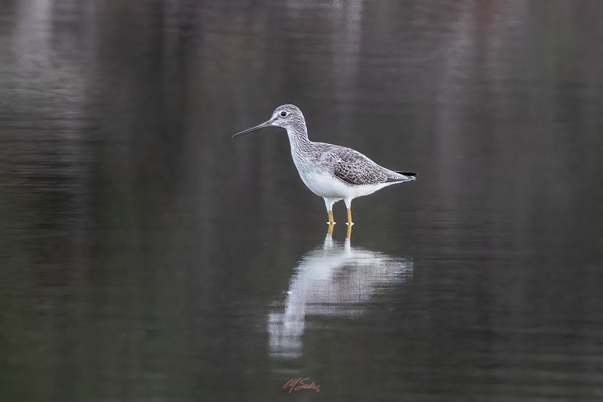 Greater Yellowlegs - ML646223953
