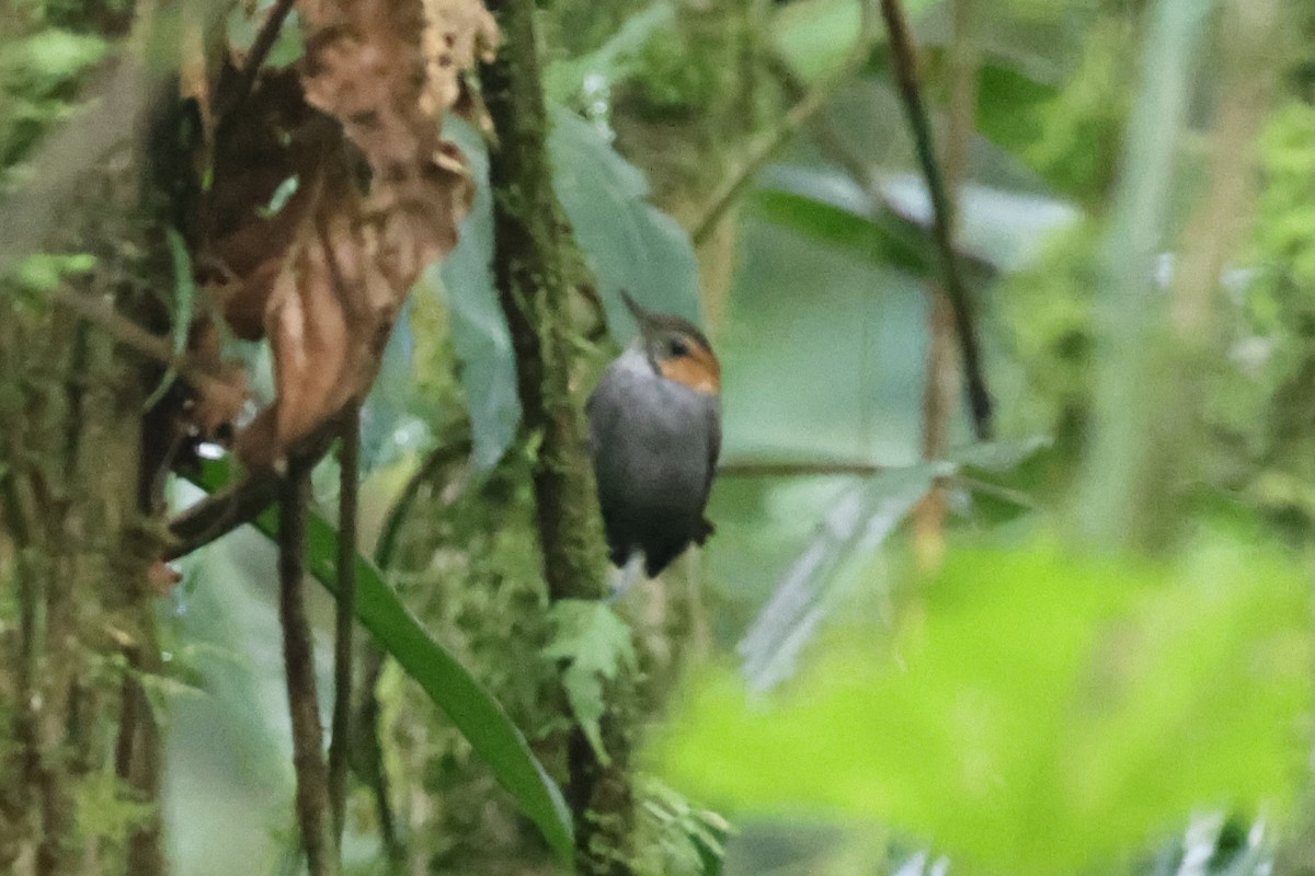 Tawny-faced Gnatwren - ML646223957