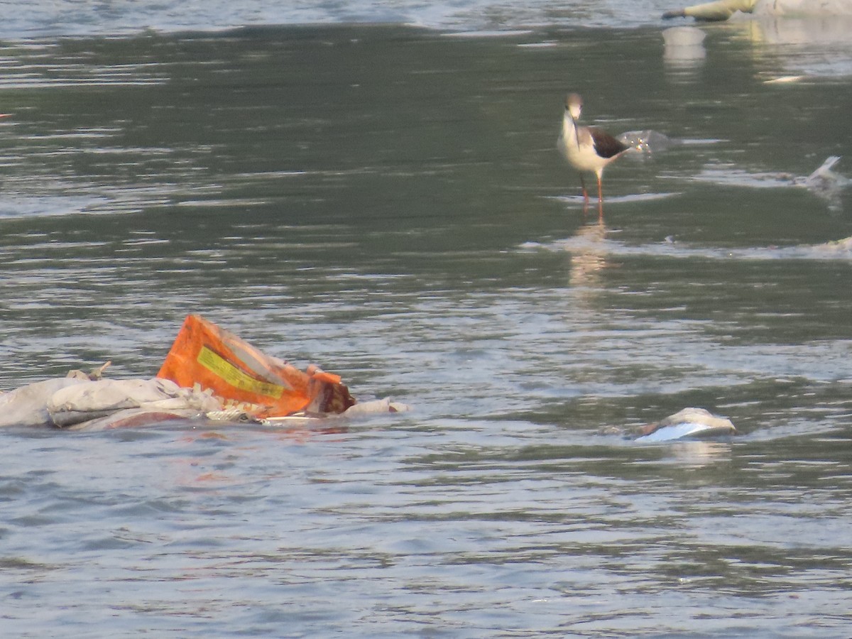 Black-winged Stilt - ML646223962