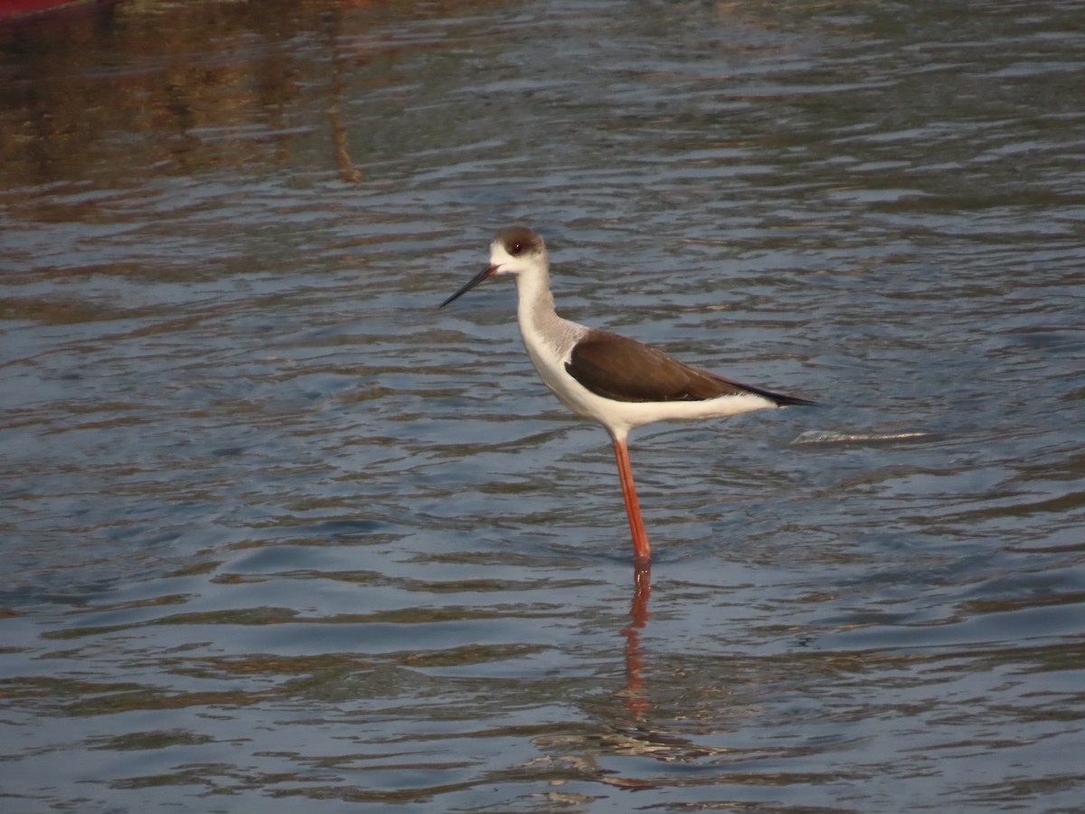 Black-winged Stilt - ML646223963