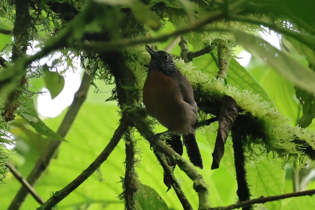 Rufous-breasted Wren - ML646223967