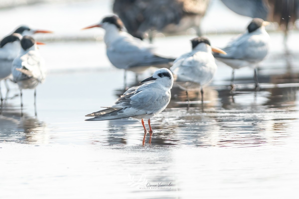 Forster's Tern - ML646223973