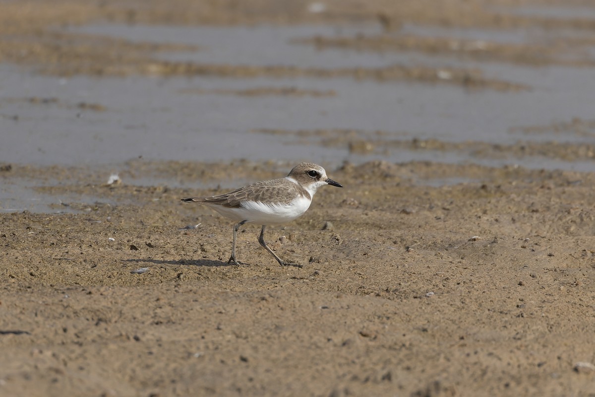 hvitbrystlo - ML646223974