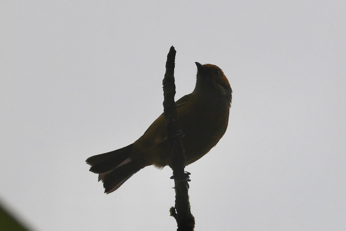 Silver-throated Tanager - ML646223988