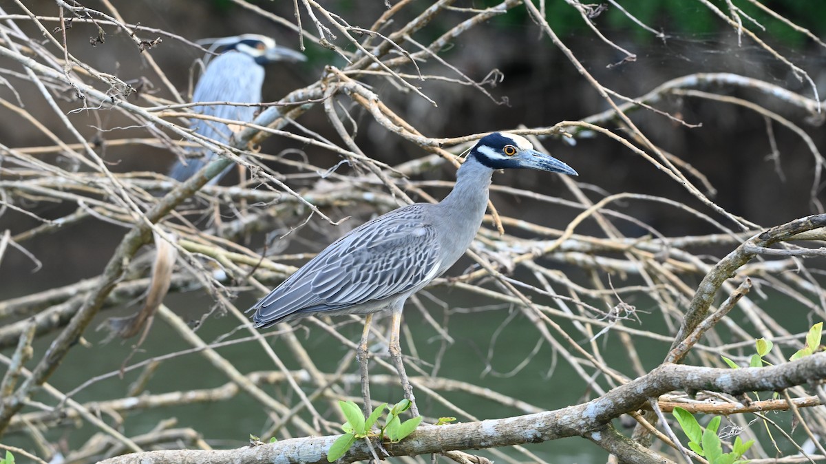 gulkronehegre - ML646223990