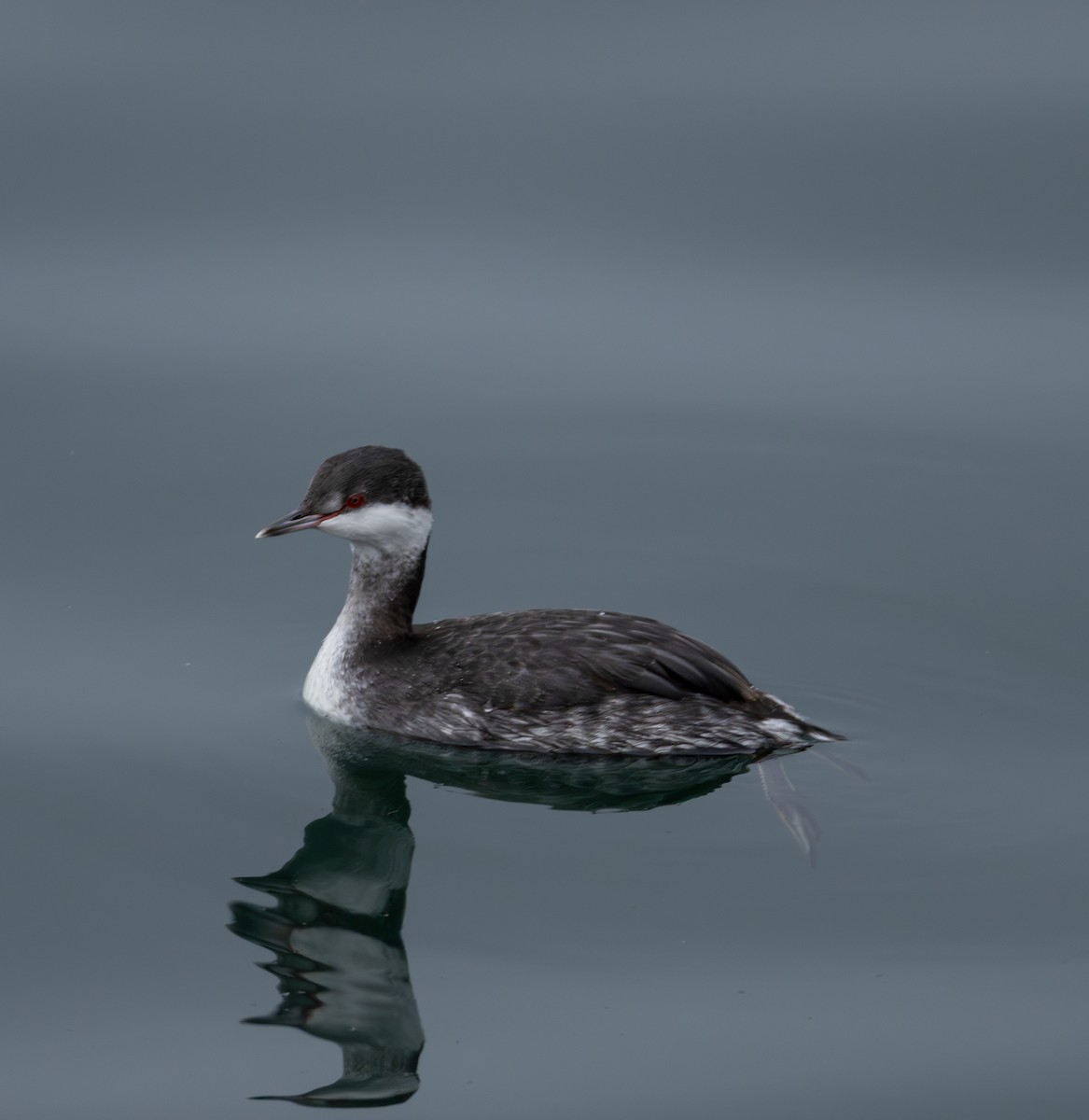 Красношейная поганка - ML646223993