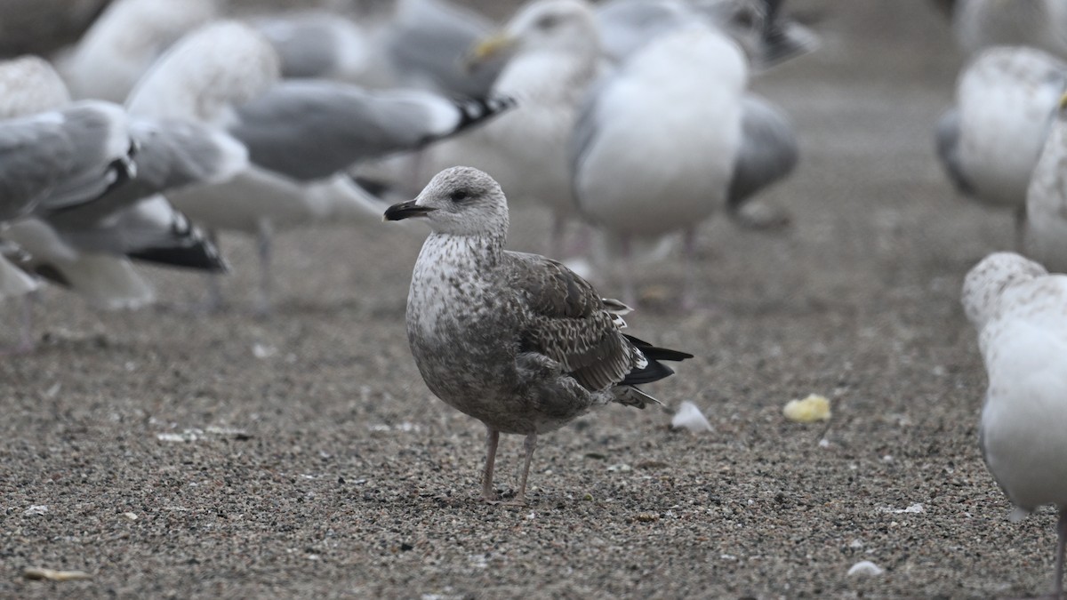 Kaio iluna - ML646224004