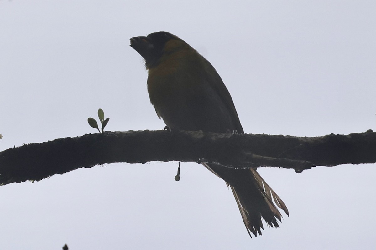 Black-faced Grosbeak - ML646224005