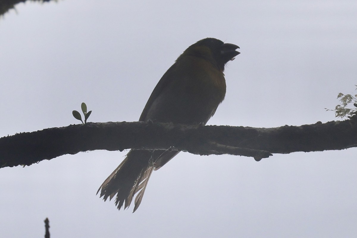 Black-faced Grosbeak - ML646224006
