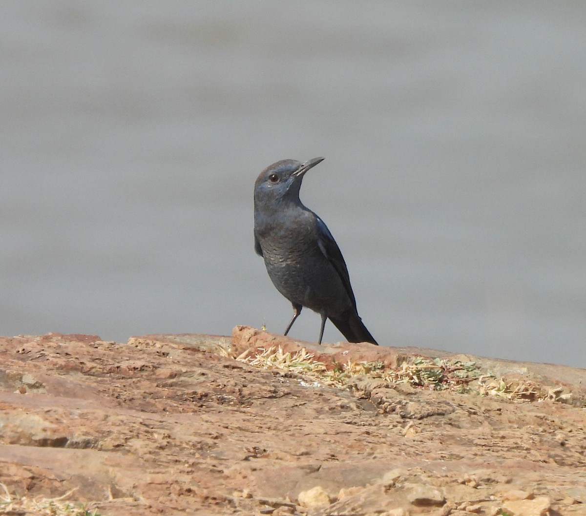 Blue Rock-Thrush - ML646224011