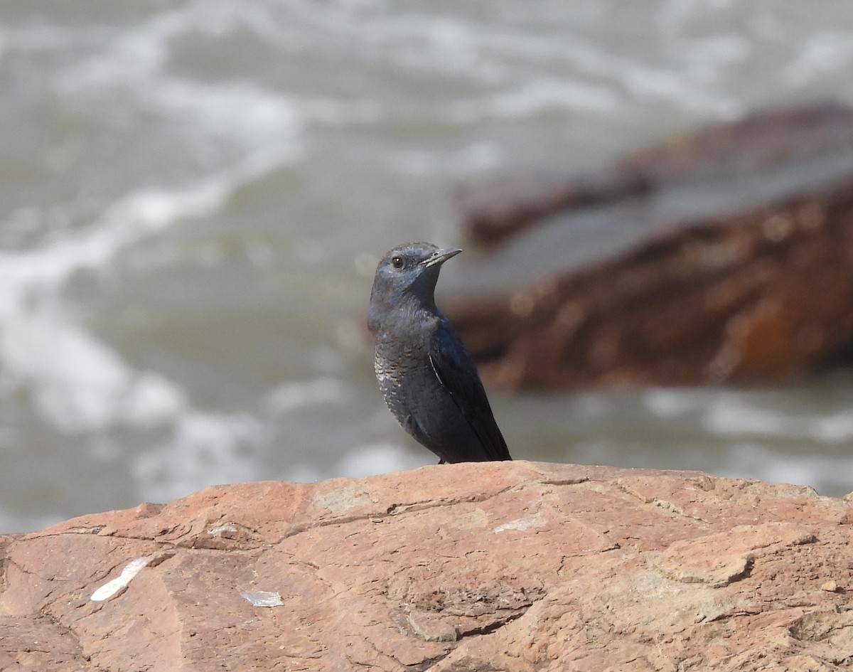 Blue Rock-Thrush - ML646224012
