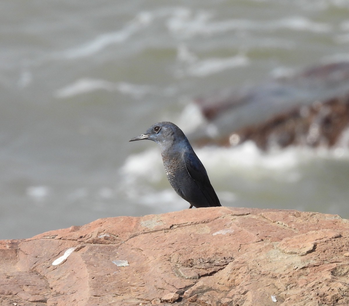 Blue Rock-Thrush - ML646224014