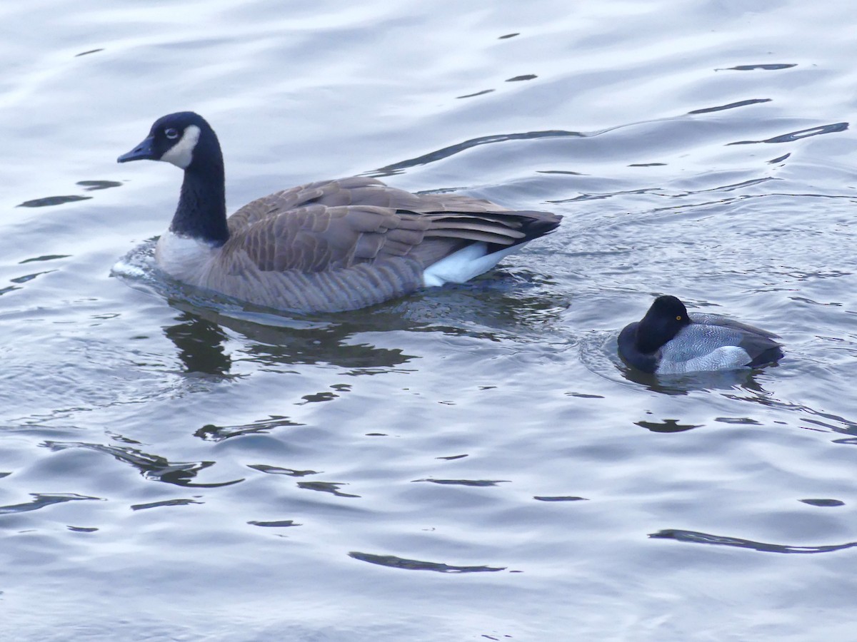 Canada Goose - ML646224018