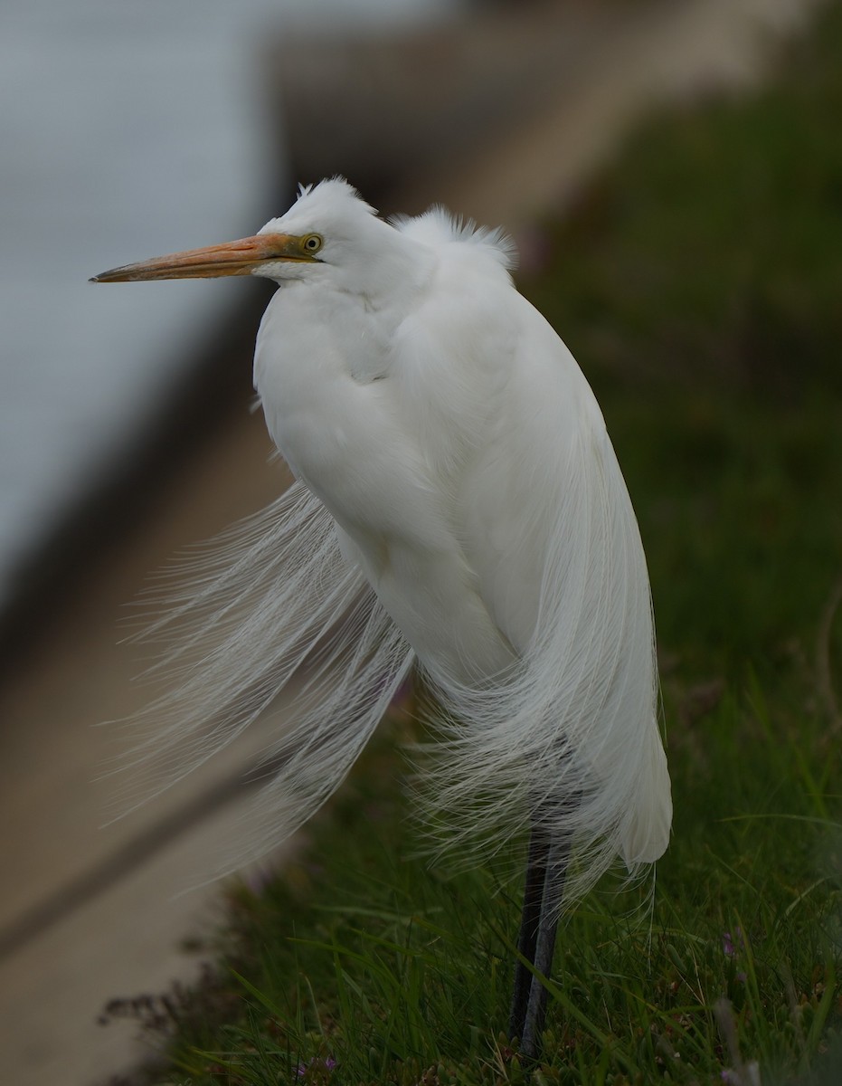 ダイサギ - ML646224019