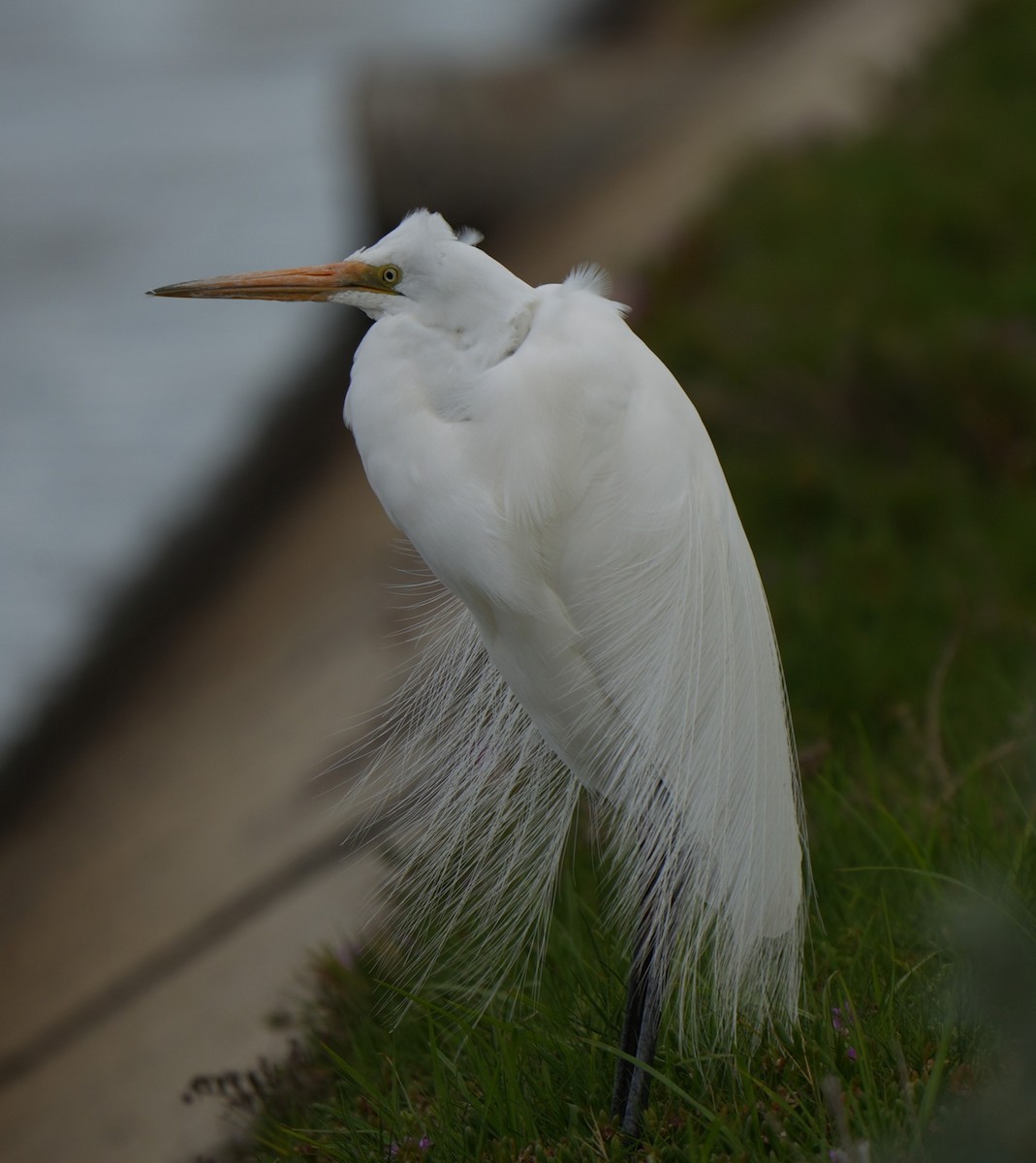 ダイサギ - ML646224020