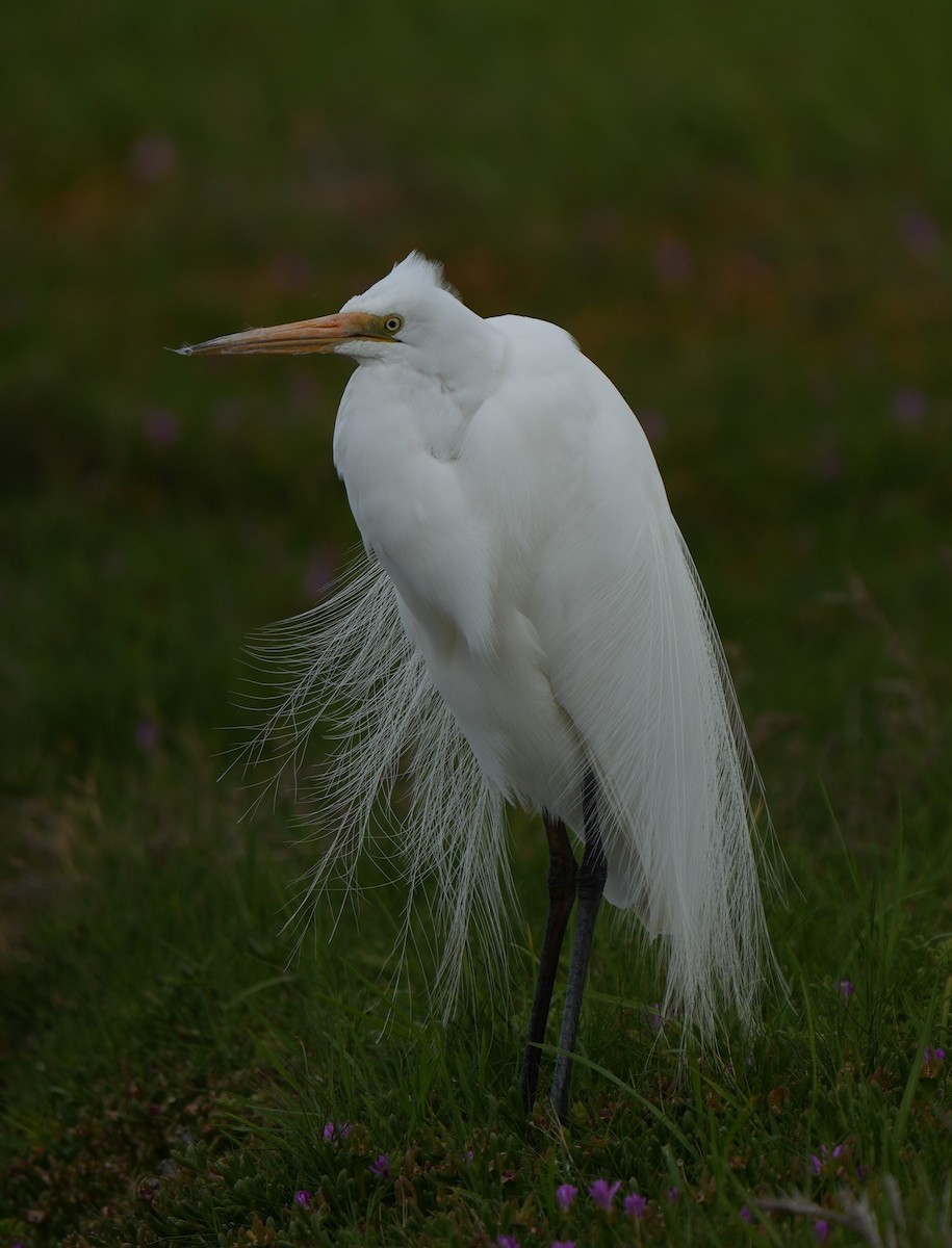 ダイサギ - ML646224021