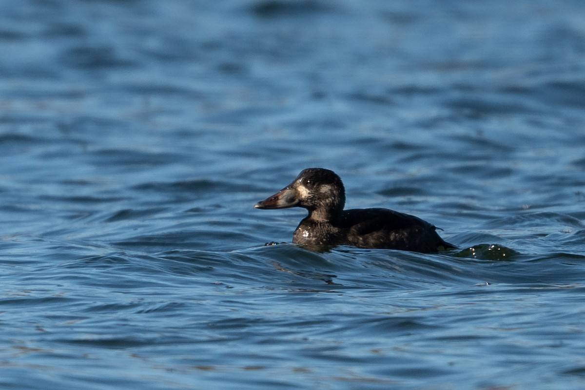 Surf Scoter - ML646224025