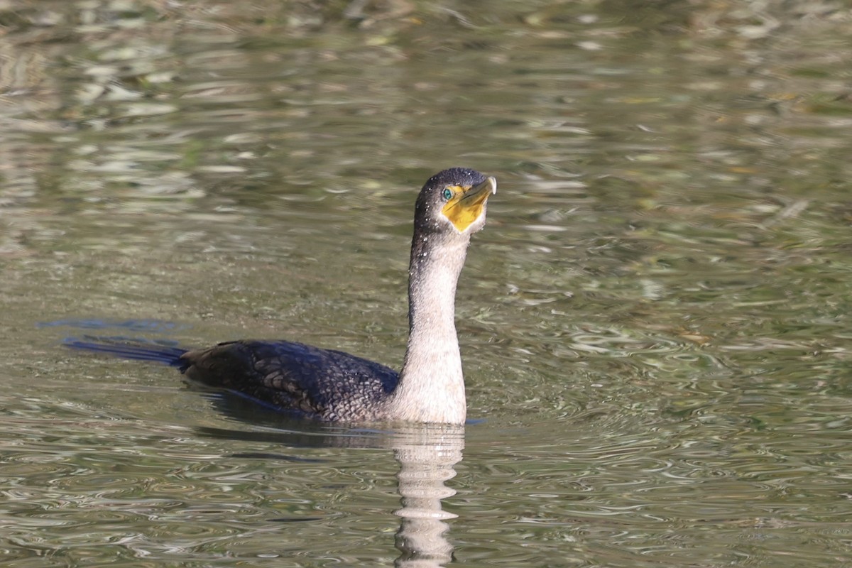 Ушастый баклан - ML646224040