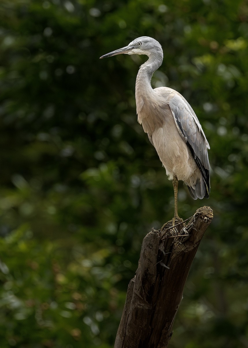 カオジロサギ - ML646224041