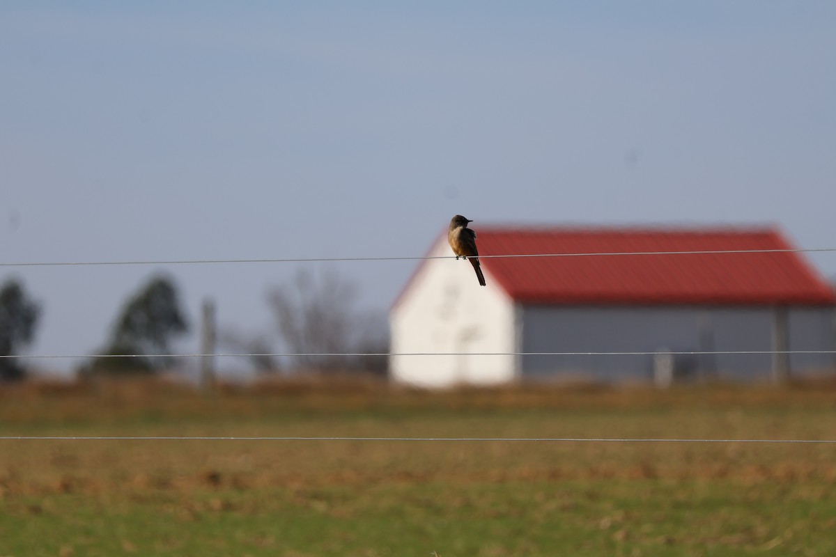 Say's Phoebe - ML646224043