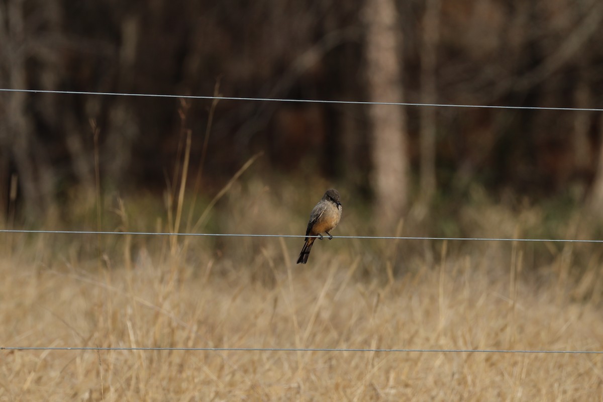Say's Phoebe - ML646224044