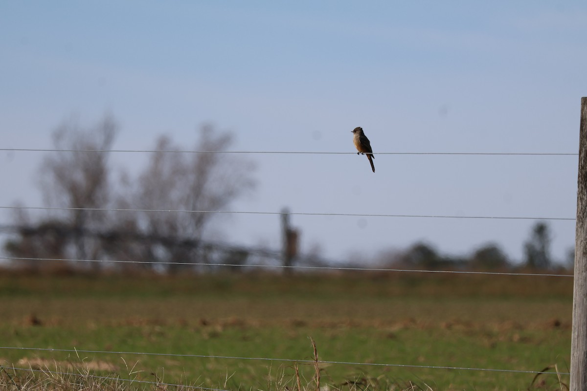 Say's Phoebe - ML646224045