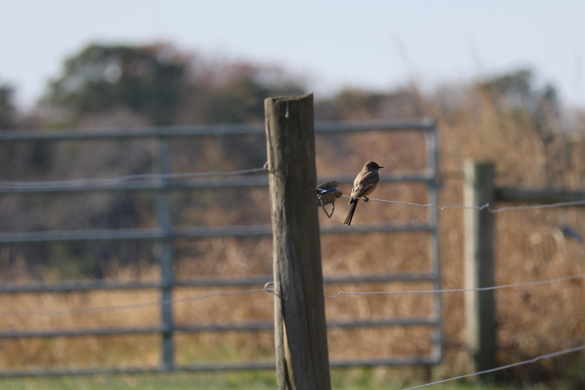 Say's Phoebe - ML646224046