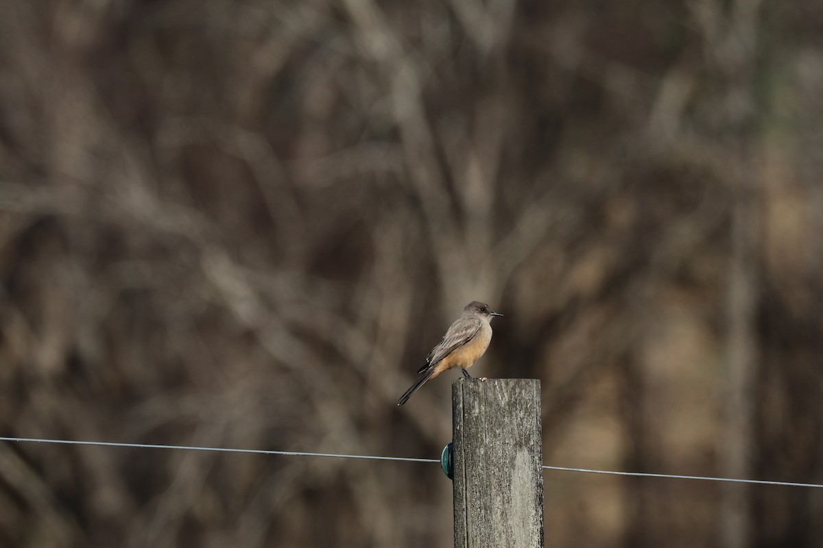 Say's Phoebe - ML646224047