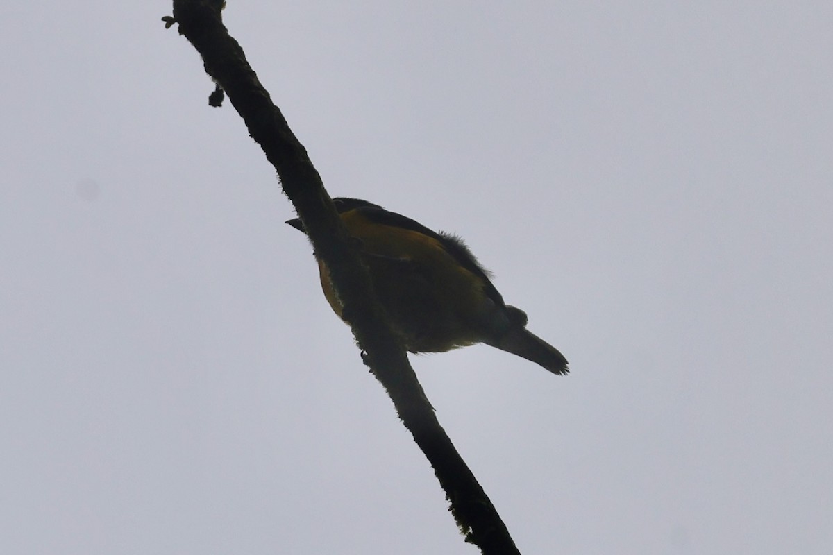 Yellow-crowned Euphonia - ML646224049