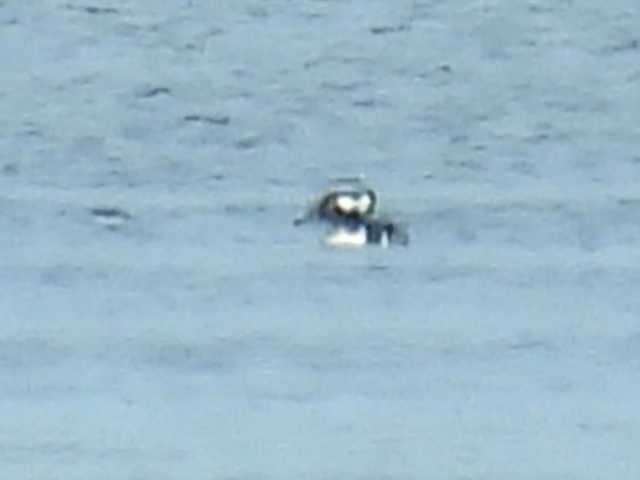 Капюшоновый крохаль - ML646224051