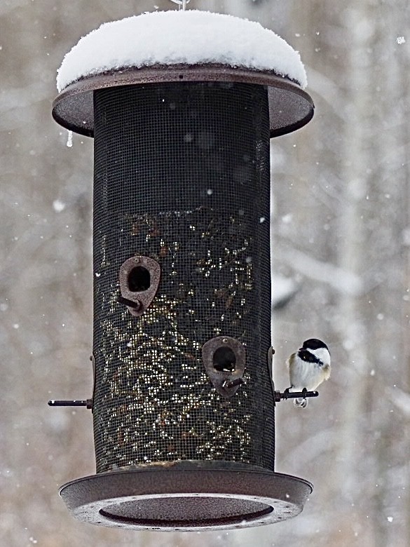 Black-capped Chickadee - ML646224054