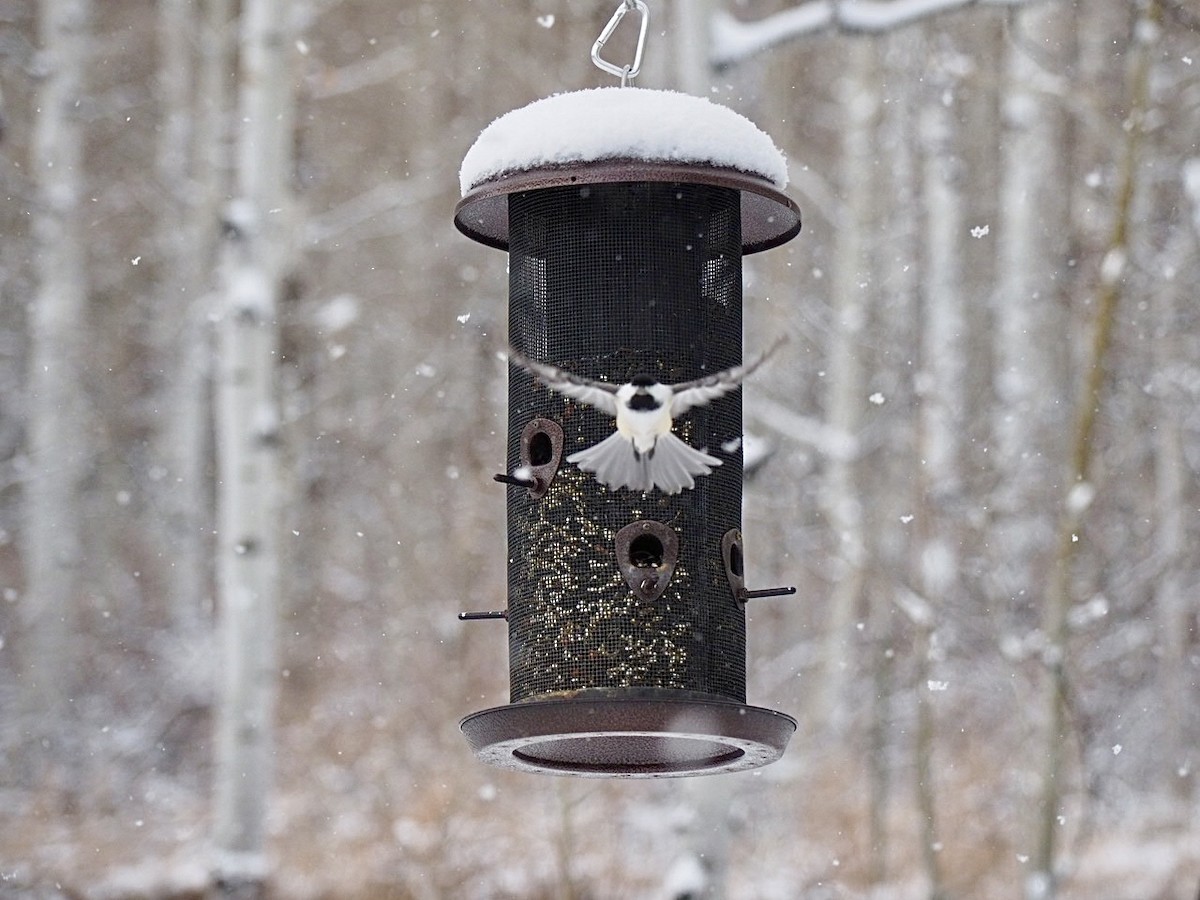 Black-capped Chickadee - ML646224055