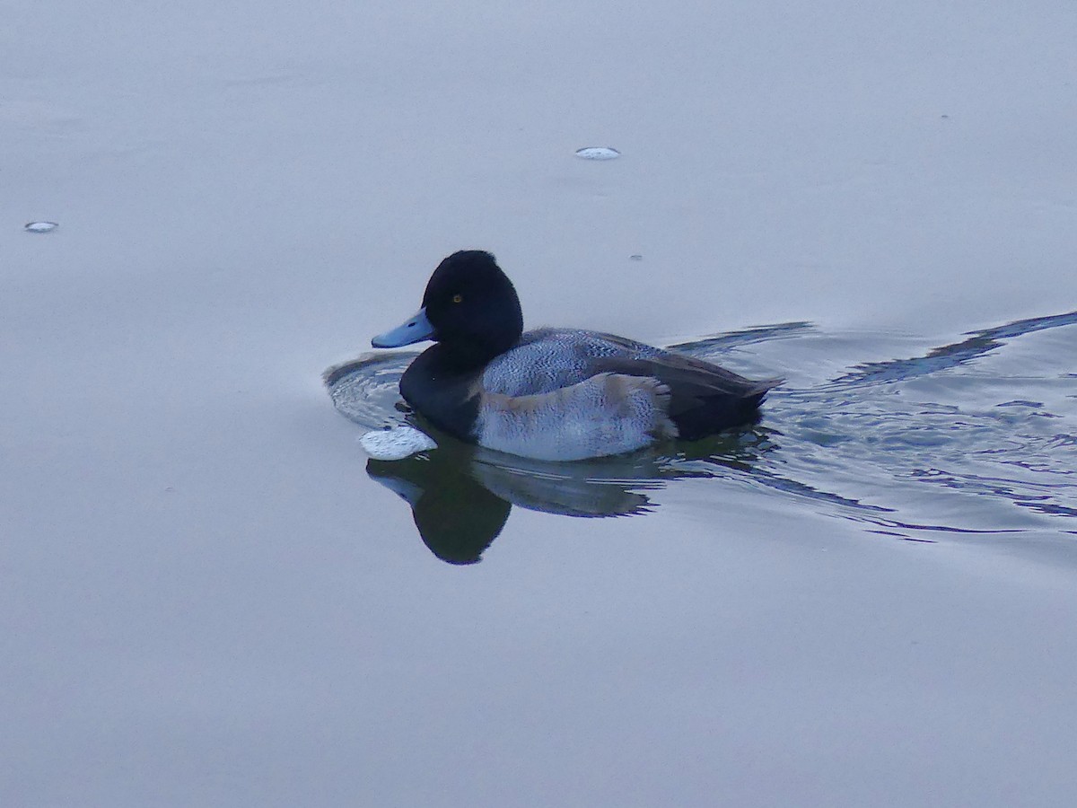 Lesser Scaup - ML646224064