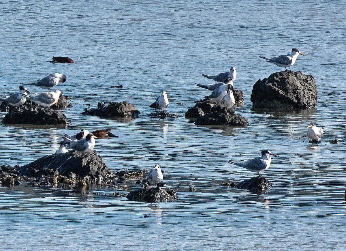 Great Crested Tern - ML646224083