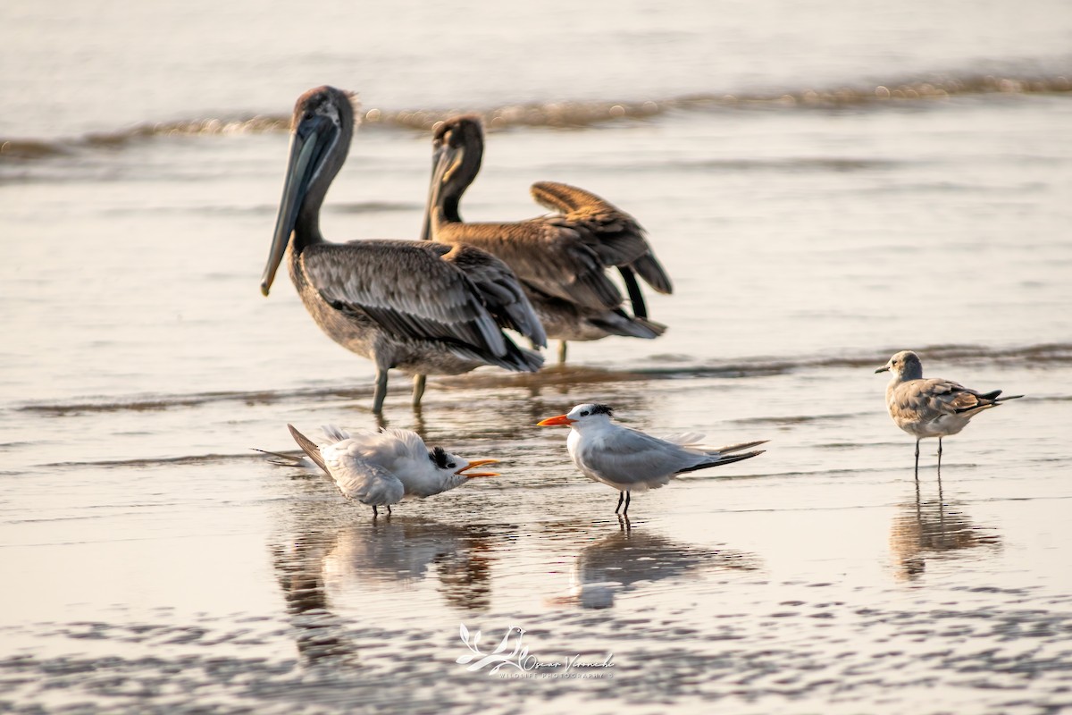 Royal Tern - ML646224086