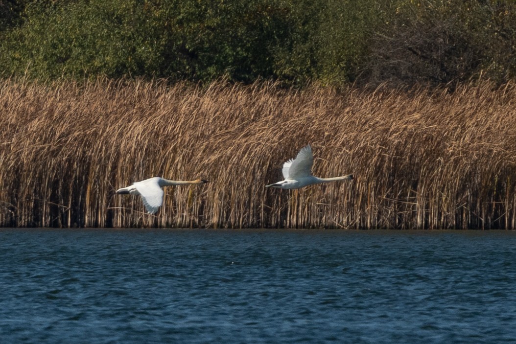Trumpeter Swan - ML646224089