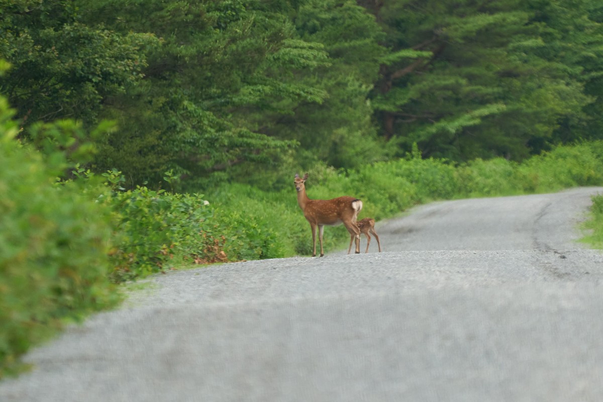 Animaux - ML646224094