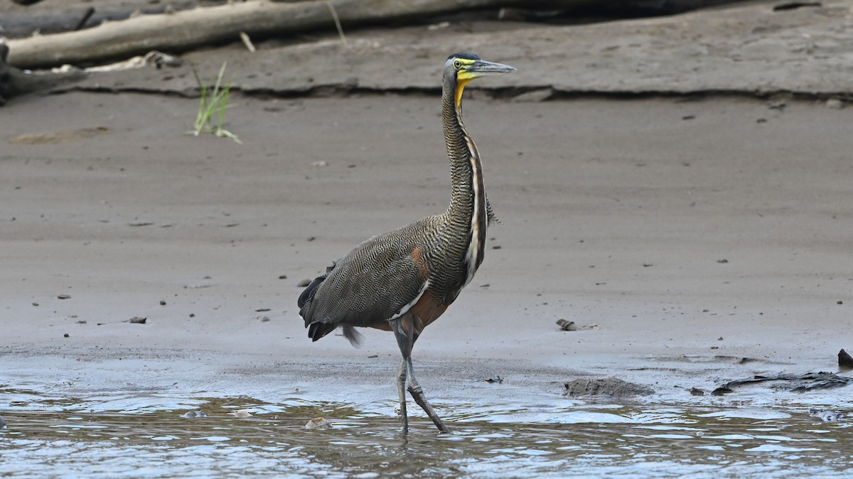 Bare-throated Tiger-Heron - ML646224095