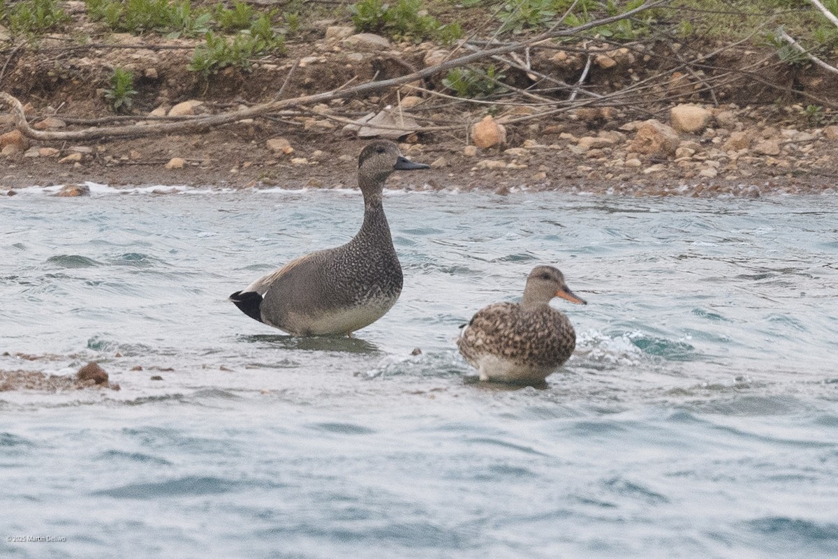 Нерозень - ML646224099